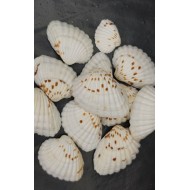 Shell No.3