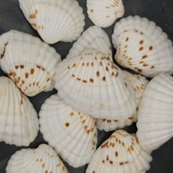 Shell No.3