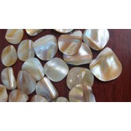 Shell Coins
