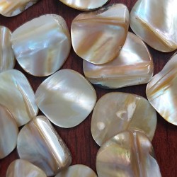 Shell Coins