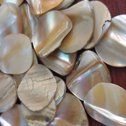 Shell Coins