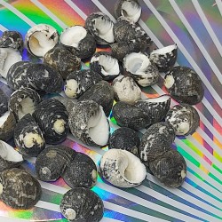 Shell No.12