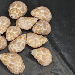 Shell NO.13