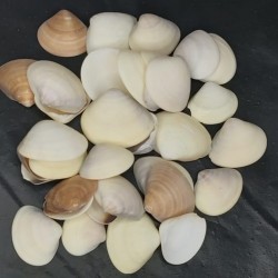 Shell No.15