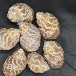 Shell No.16