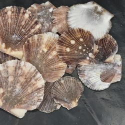 Shell No.17