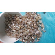 Shell NO. 21