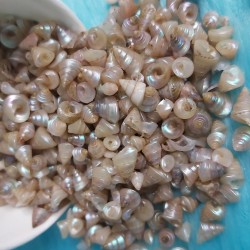 Shell NO. 21