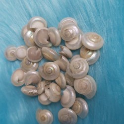 Shell no. 20