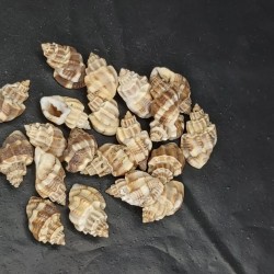 Shell No.4