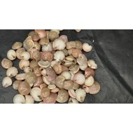 Shell No.5