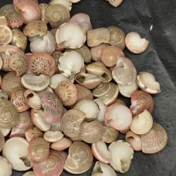 Shell No.5