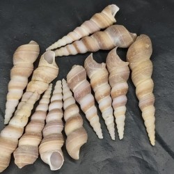 Shell No.6