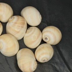 Shell No.7