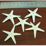 Starfish 