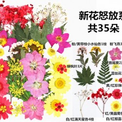 Natural Dried Flowers