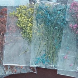 Babysbreath Dried Preserved Flower