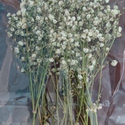 Babysbreath Dried Preserved Flower