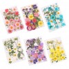 Natural Dried Flowers