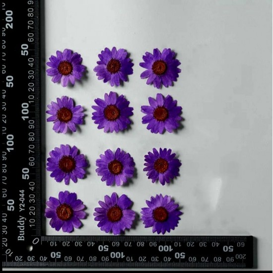 Daisy Natural Dried Flower Daisy Natural Dried Flower