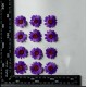 Daisy Natural Dried Flower Daisy Natural Dried Flower