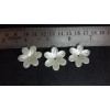 Pearl daisy flowers 