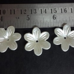 Pearl daisy flowers 