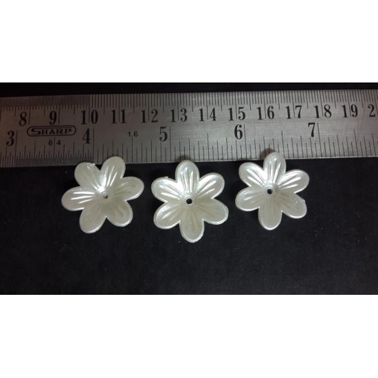 Pearl daisy flowers 