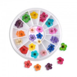 12 Colors Real Dry Dried Flower 
