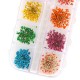 12 Colors Real Dried Flowers 12 Colors Real Dried Flowers