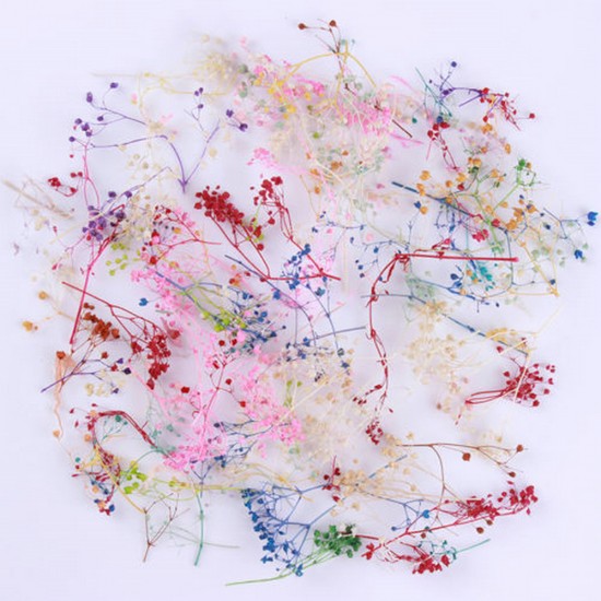 Babysbreath Dried Preserved Flower Babysbreath Dried Preserved Flower
