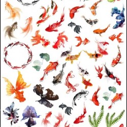 Transparent sheet under water Fish Series 