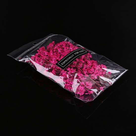 Real Pressed Dried Flowers Real Pressed Dried Flowers