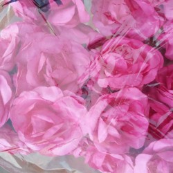 Mulberry rose - Pink